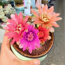 �p���������������_��ֲ�������ʲ����ֺ��B�k������X����С����