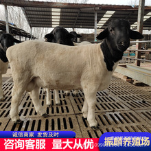 �����Ų��d����ɽ�|�N���Bֳ���Ų��d��������һֻ