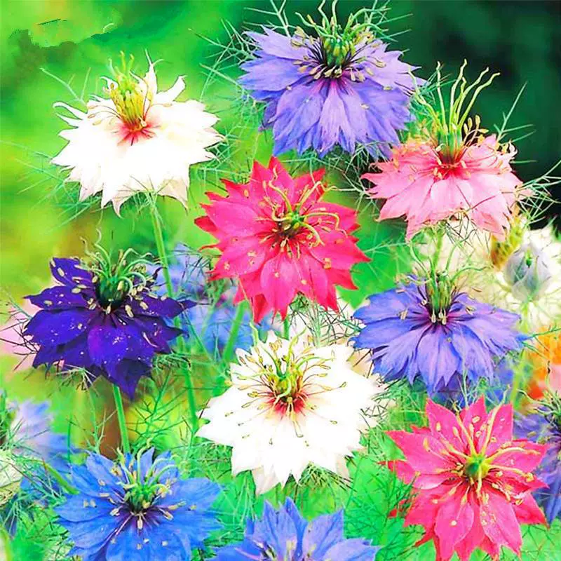 Цветочные семена Черный вид травы Цветочные семена Летние и осенние цветущие цветы