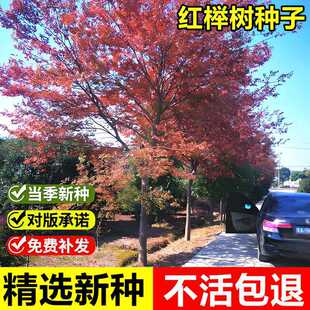 �����²ɼt�Θ�N�Ӵ��~�Θ���~���u�͘侰�^�G�����~��ľ��N��