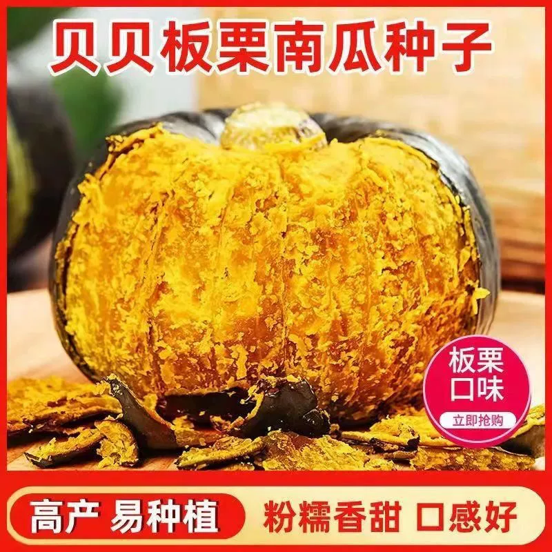 Зеленые Семена Тыквы Бэйбэй Высокая урожайность Японский Каштана Порошок Семян Воск Сладкий Весенний и осенний посев овощей Семена овощей