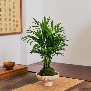 ̦�\������Ҭ�ӾGֲˮ��ֲ������Ȥζ�辰�Gֲ�[���ļ�������B��