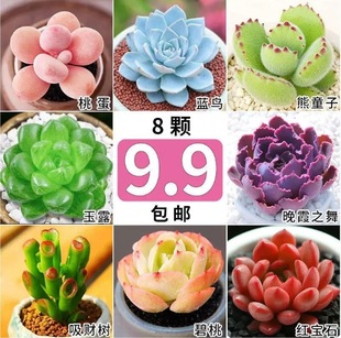 Succulent Plants, Jade Dew, Ruby, Bear, Peach Egg, Chihuahua Town Store Eight Pieces Without Potting Soil