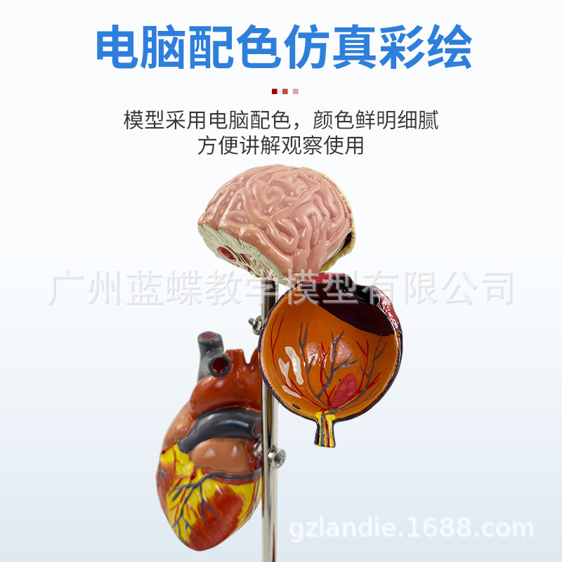 ҽѧ����ģ������ģ������ģ����ģ������������bingģ��