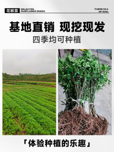 Zanthoxylum Bungeanum Seedlings, Fruit Trees Planted in the South, Dahongpao Pepper Potted Plants, Edible Four-Season Authentic Green and Green Zanthoxylum Bungeanum