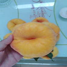 �S����һ��� ���11 �Ҙ��� �m���½��؅^�Nֲ����� �S�������