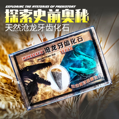 天然沧龙牙齿古生物化石原石水晶矿物奇石科普儿童礼品摆件厂家礼|ms