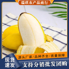 正宗苹果蕉9斤整箱新鲜banana当季水果10批发包邮5高山香蕉粉芭蕉