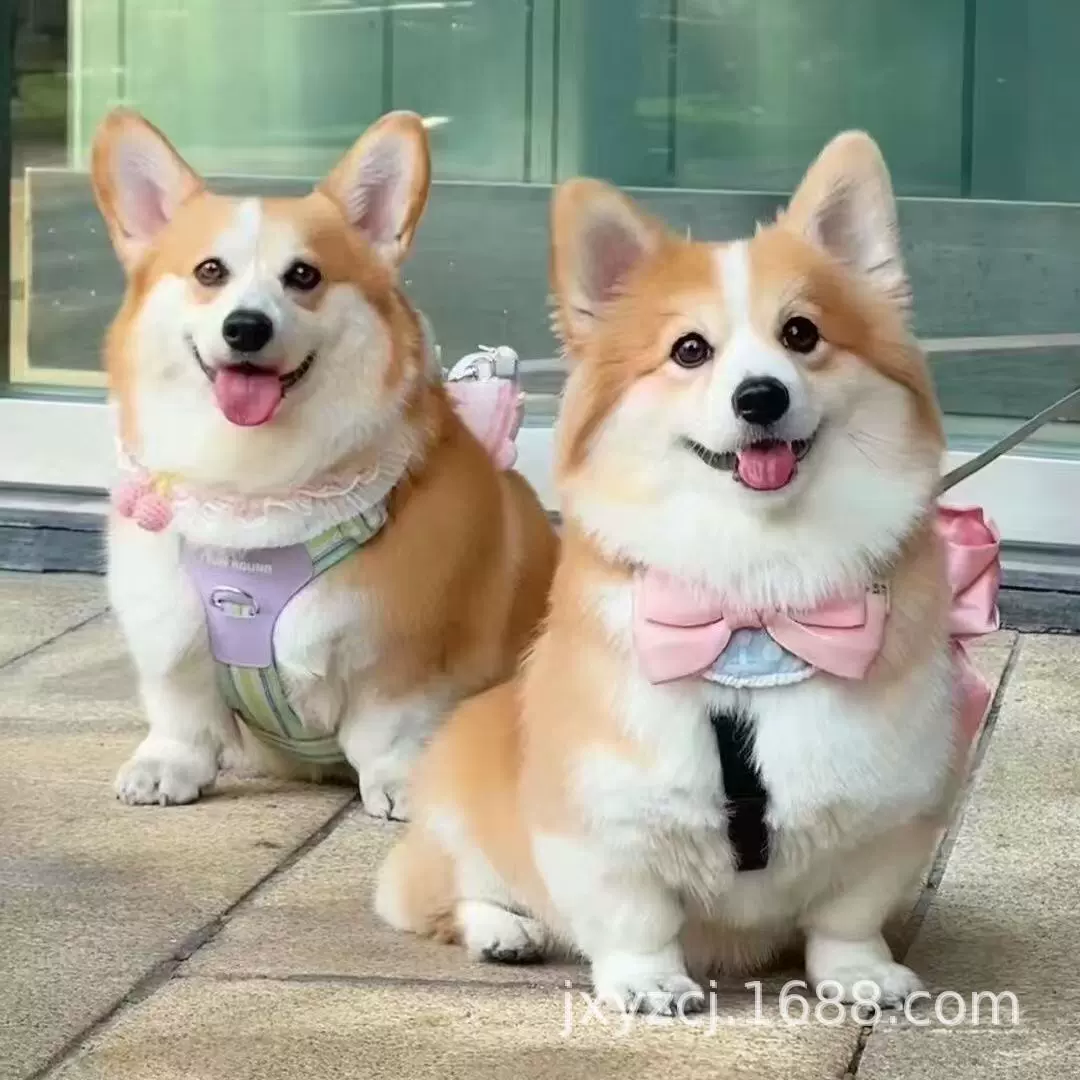 批发中型柯基宠物活体狗狗牧牛犬工作犬纯种护卫犬幼犬柯基狗幼崽