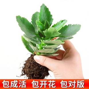 �L�ۻ�С������ذ�ΰ�󻨌m�������¹���L�ۻ����ļ��Gֲ����