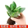 金狐狸长寿巴黎重瓣花苗