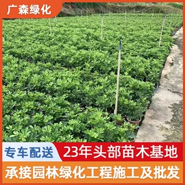 乔木;其他园林植物;灌木