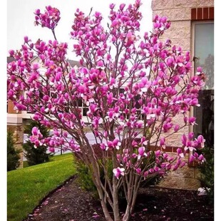 Dropshipping of Landscape Trees, Magnolia Saplings, House Greening Seedlings, Cold-Resistant Florals, Landscape Trees, Purple Magnolia, Magnolia