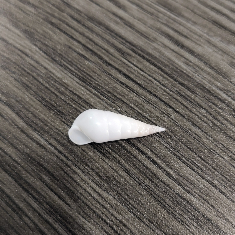 天然贝壳海螺白玉子弹螺马丁瓷螺稀有标本收藏家居地台装饰摆件|undefined