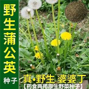 Authentic Wild Dandelion Seeds, Mother-In-Law Seeds, Four-Season Potted Edible Fresh Medicinal Health-Care Wild Vegetable Seeds
