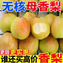 红香酥梨新鲜水果现摘香梨5/10斤装应季梨子整箱包邮脆甜多汁香梨