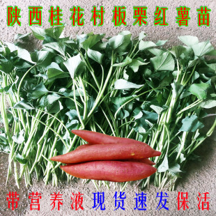 ����𻨴�����t���N��عϷ���ɽ�����F؛�^���S�������ퟟ25