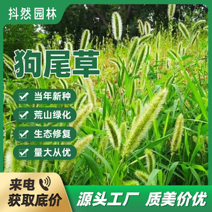 Factory Wholesale Dog Tail Grass Seeds Dog Tail Grass Pennisetum Grass Seeds Greening Project Slope Protection and Greening Grass Seeds