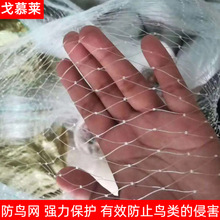 防鸟网防护网 大棚葡萄果园尼龙网 水面养殖天网单丝X20