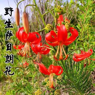 Shandan Flower Seed Bulb, Rolled Lily Seedling, Lily Root, Cold-Resistant Rare Mountain Lily, Sa Rilang Courtyard Balcony