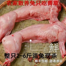 兔肉新鲜现杀农散养整只肉兔腿兔头兔肉块鲜兔肉2-6斤一件代发