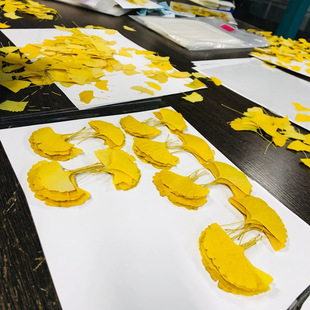 Ginkgo Leaf Dried Flower Real Leaf Plant Specimen Kidsren's Handmade DIY Hand-Painted Embossed Stickers Embossed Ginkgo Leaves