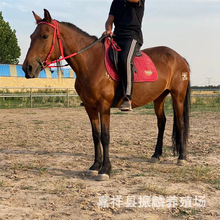 �����Ќ��ﰫ�R���w�Bֳ��Ӱҕ��ʲôƷ�N���R�û�c�T�˰�Ѫ�R