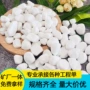 山水盆栽园林白色白石子