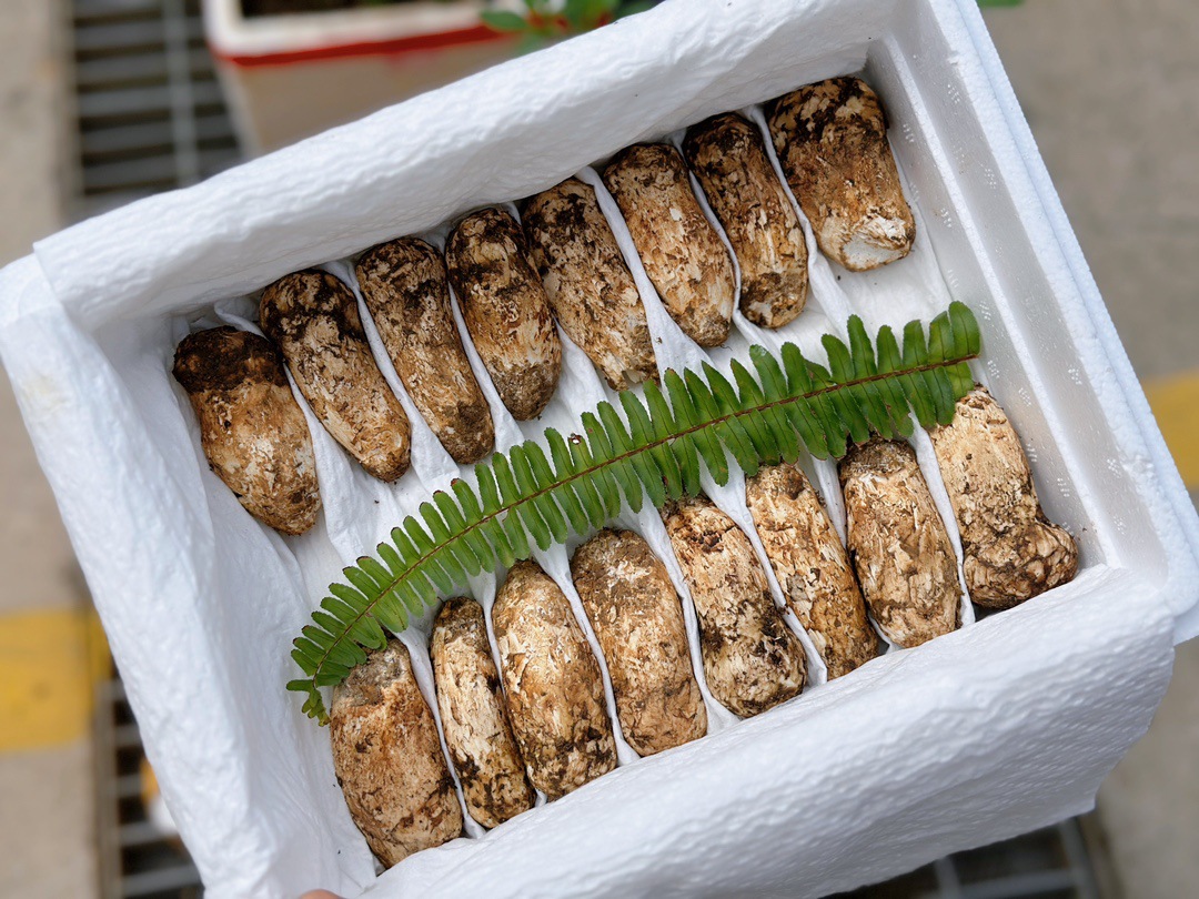 [핫셀 수출등급] 5-7cm 생송이버섯 500g