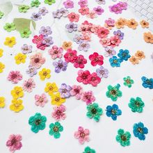 珍珠梅干花压花标本迷你小水仙滴胶手机壳饰品美甲相框押花材料包