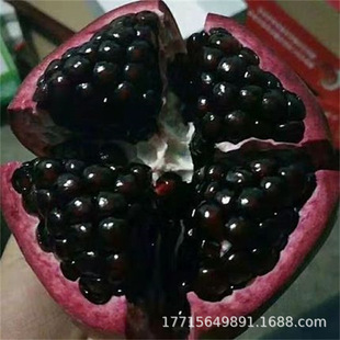Wholesale Black Agate Pomegranate Saplings Extra Large Black Seed Seedless Pomegranate Seedlings Soft Seed Pomegranate Saplings Potted Ground Planting in the Same Year