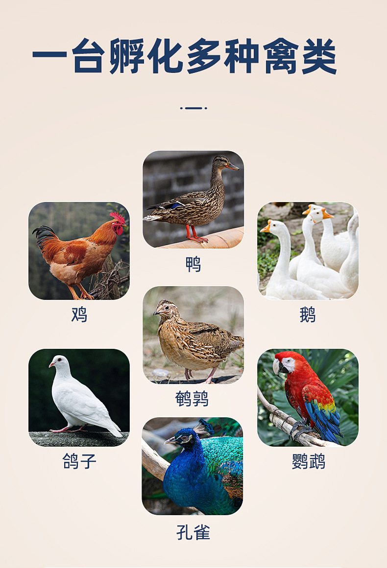 新炫彩款详情01_09