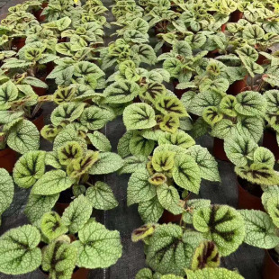 Base Direct Sales of Foliage Plants, Small Potted Florals, Greening Project Plants 120 Armored Begonia