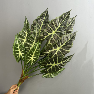 ��ӡ�^��ɏ�~����Gֲ���^�~����ֲ����쾰��c��ֲ�ﺣ���~