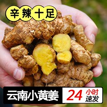 新姜云南高山小黄姜新鲜生姜挖老姜5斤土姜农家包斤蔬菜