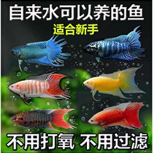 中国斗鱼组合鱼苗混养套餐淡水冷水观赏鱼免打氧好养耐活自来水养