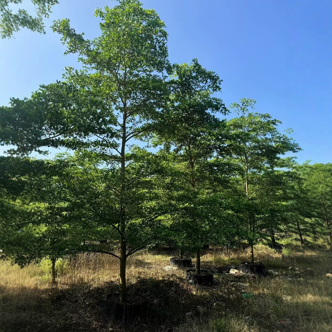 细叶榄仁袋苗小叶榄仁行道树园林雨伞树10-15公分绿化景观树