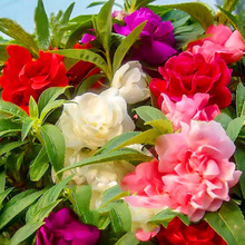 ���l�P�ɻ��N���̨����ָ�׻����Ѿ��^�G���Ї��P�ɻ����ܷN��