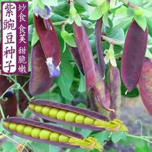 紫玉豌豆种子甜脆豌豆紫色荷兰豆高产紫豌豆营养丰富四季种子大全