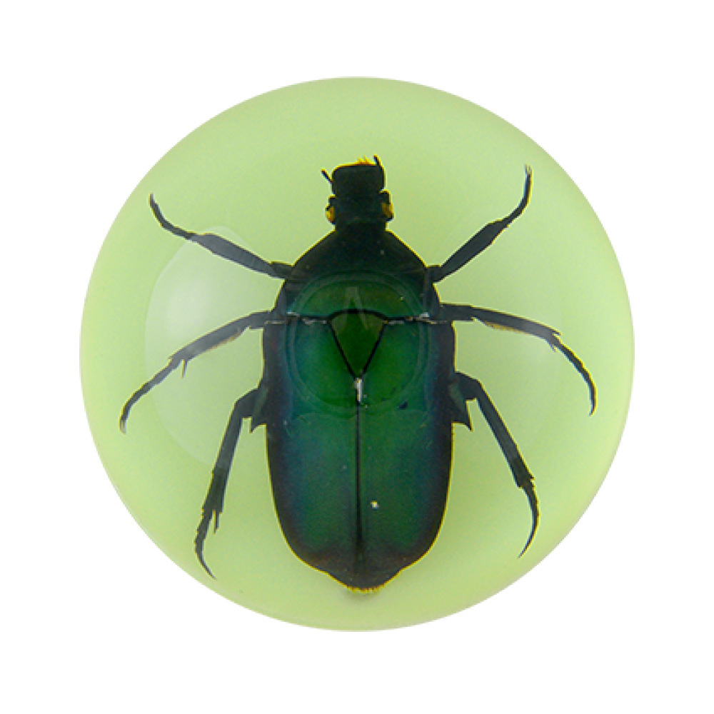 Glow-in-the-dark scarab [bubble bag simple packaging]