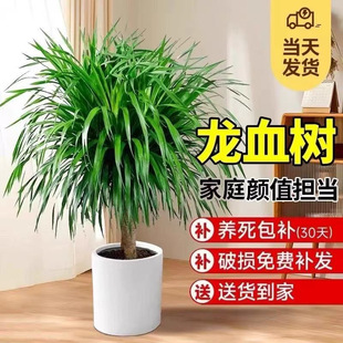 ��Ѫ��͏d�Gֲ���Զ��^��횘�����ȩ�҃���ش����Ϙ����绨��