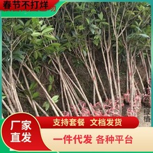 һ�����l�𻨘�����ͥԺ���Խ��ԭ���ߗU�����ͻ����ļ��_����