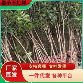 一件代发桂花树苗大树庭院地栽金桂原生高杆浓香型花卉四季开花桂