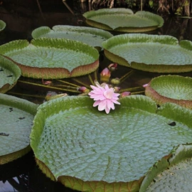 乔木;种子;园林果树