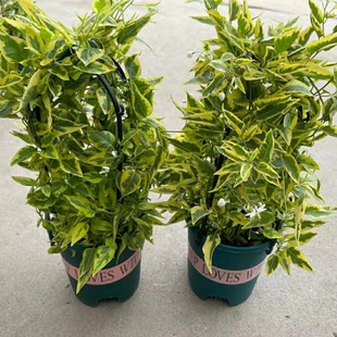2203 base wholesale supply white flower hanging star vine potted gold pattern spotted leaf scaffolding balcony greening