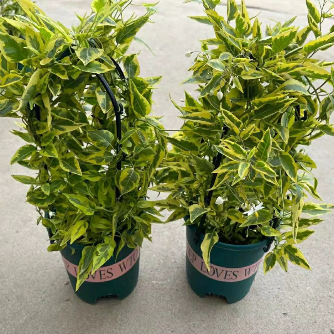 2203 база оптовая поставка белых цветов, висящих на звездных ротанах