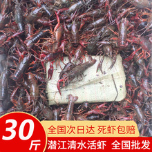 湖北潜江洪湖清水虾养殖海鲜水产鲜活夏季小龙虾鲜活活虾批发
