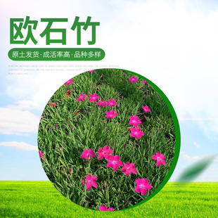 European Stone Bamboo Hole Pot Seedlings Two-Color Pot Seedlings Outdoor Lawn Vegetation European Stone Bamboo Seedlings Community Park Greening Perennial