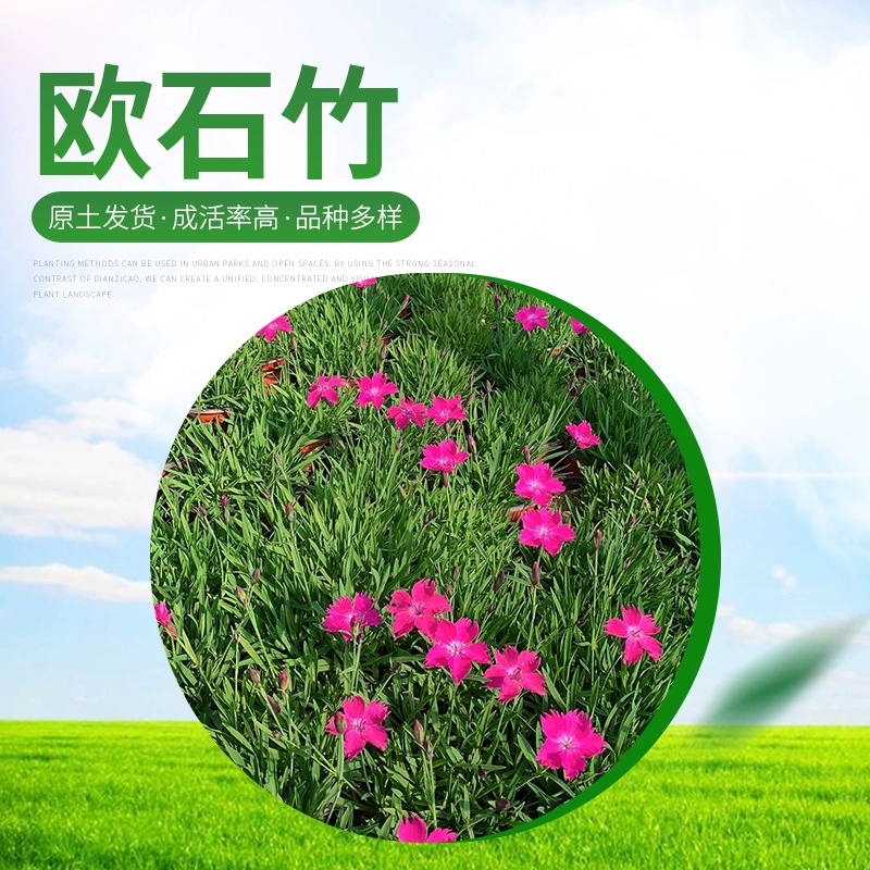 Европейская Гвоздика газон озеленение горшечных растений проект дорожная посадка озеленение растений цветы и растения база горшечная Европейская Гвоздика