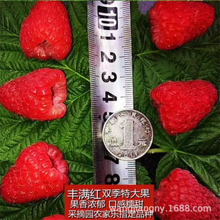 �S�M�t��ݮ���ϼt���S��ݮ�箔��Y�����Թ������ϱ����Nֲ������